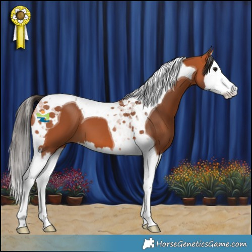 Horse Color:Bay Splash Tobiano 