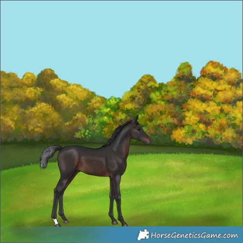 Horse Color:Brown 
