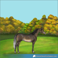 Horse Color:Buckskin 
