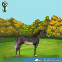 Horse Color:Buckskin 