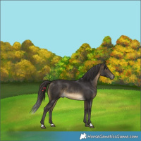 Horse Color:Buckskin