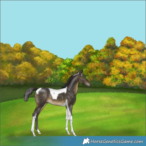 Horse Color:Buckskin Tobiano 