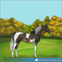 Horse Color:Buckskin Tobiano 