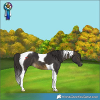 Horse Color:Buckskin Tobiano 