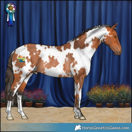 Horse Color:White Spotted Bay Rabicano 