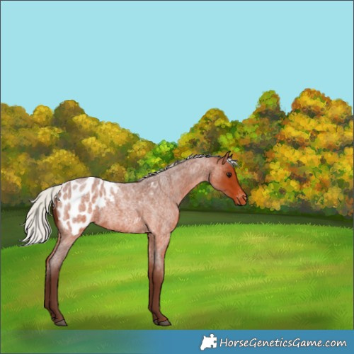 Horse Color:Silver Bay Roan Appaloosa