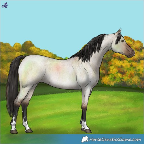 Horse Color:Liver Red Dun Roan Rabicano 