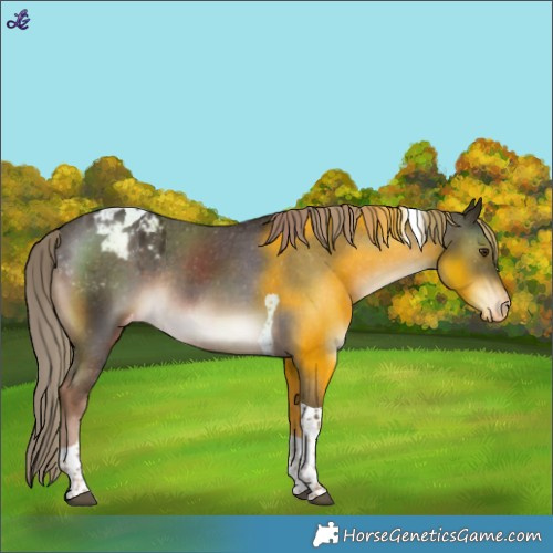 Horse Color:Liver Chestnut Tobiano Blanket Rabicano 