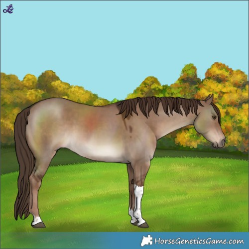 Horse Color:Liver Red Dun Tobiano 