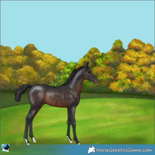 Horse Color:Brown Appaloosa Rabicano 
