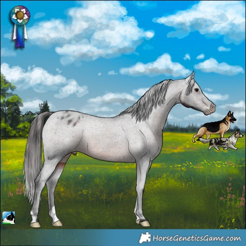 Horse Color:Brown Appaloosa Rabicano 