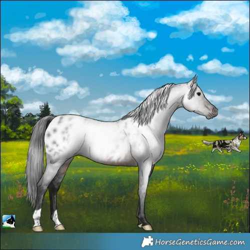 Horse Color:Gray Brown Near Leopard Rabicano 