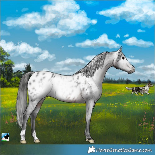 Horse Color:Gray Brown Appaloosa Rabicano 