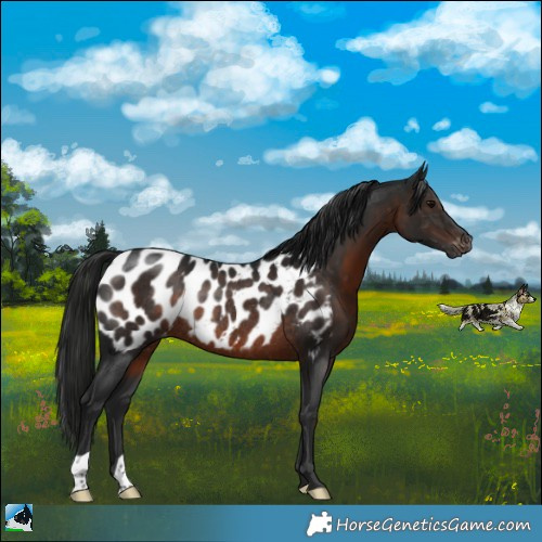 Horse Color:Gray Brown Appaloosa Rabicano 