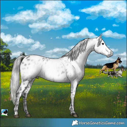 Horse Color:Gray Black Appaloosa Rabicano 