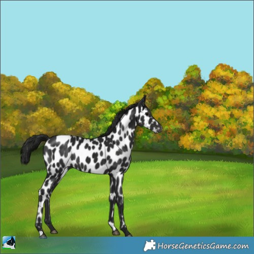 Horse Color:Gray Black Appaloosa Rabicano 