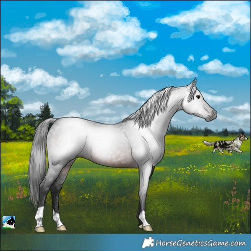 Horse Color:Gray Brown Rabicano 