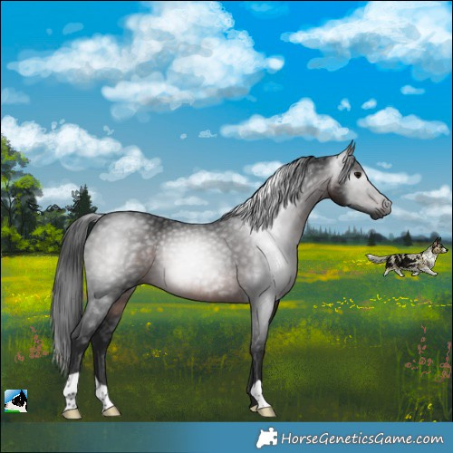 Horse Color:Gray Brown Rabicano 
