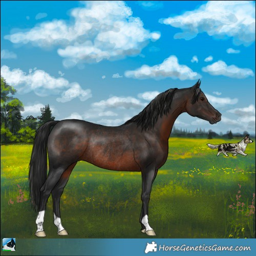Horse Color:Gray Brown Rabicano