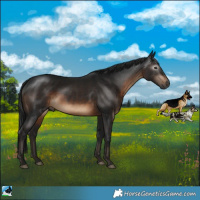 Horse Color:Gray Brown Mushroom Rabicano 