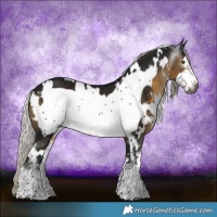 Horse Color:Gray White Spotted Silver Buckskin Sabino Frame