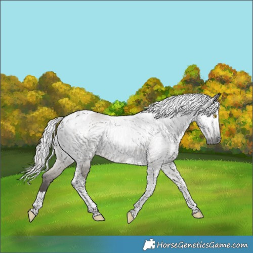 Horse Color:Gray Silver Grullo Tobiano 