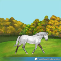 Horse Color:Gray White Spotted Silver Brown Dun  and Gray Silver Brown Dun Tobiano 
