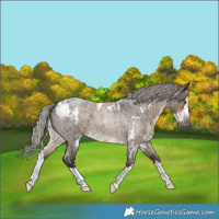 Horse Color:Gray White Spotted Silver Brown Roan Dun Splash 