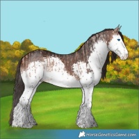 Horse Color:Amber Champagne Splash and Bay Splash