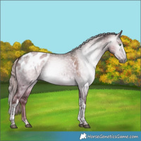 Horse Color:Gray Chocolate Palomino Dun Splash Tobiano Blanket