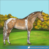 Horse Color:Gray Silver Grullo Tobiano Blanket  and Chocolate Palomino Dun Tobiano 