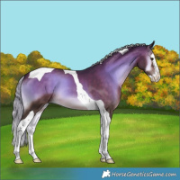 Horse Color:Silver Brown Onyx Splash Tobiano 