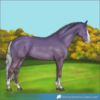Horse Color:Silver Grullo Splash Tobiano Varnish 