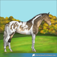 Horse Color:Silver Buckskin Dun Tobiano Appaloosa 