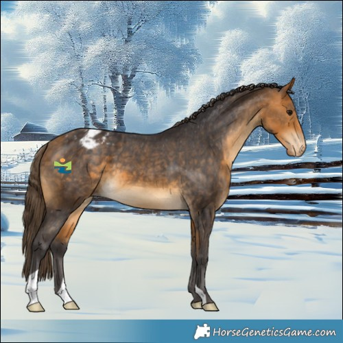 Horse Color:Buckskin Varnish 