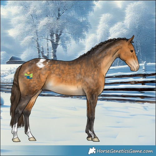 Horse Color:Buckskin Appaloosa 