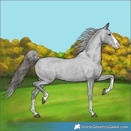 Horse Color:Black Splash Appaloosa 