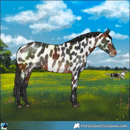 Horse Color:Bay Near Leopard 