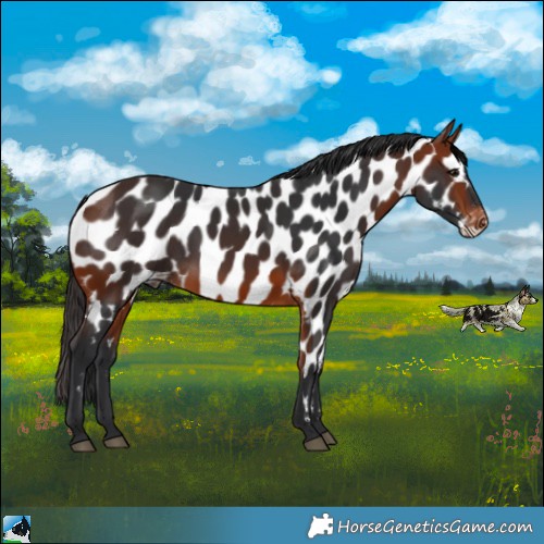 Horse Color:Bay Appaloosa 