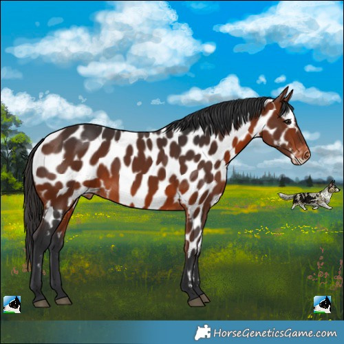 Horse Color:Bay Appaloosa