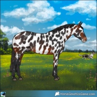 Horse Color:Bay Appaloosa 
