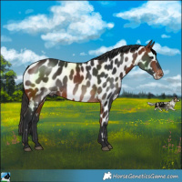 Horse Color:Bay Near Leopard 