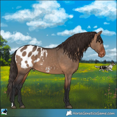 Horse Color:Bay Dun Appaloosa 