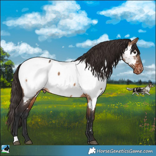 Horse Color:Bay Dun Appaloosa