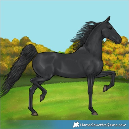 Horse Color:Black 