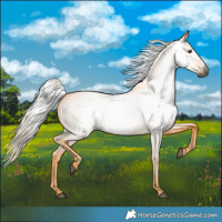 Horse Color:Gray Palomino Roan