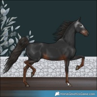 Horse Color:Gray Liver Chestnut