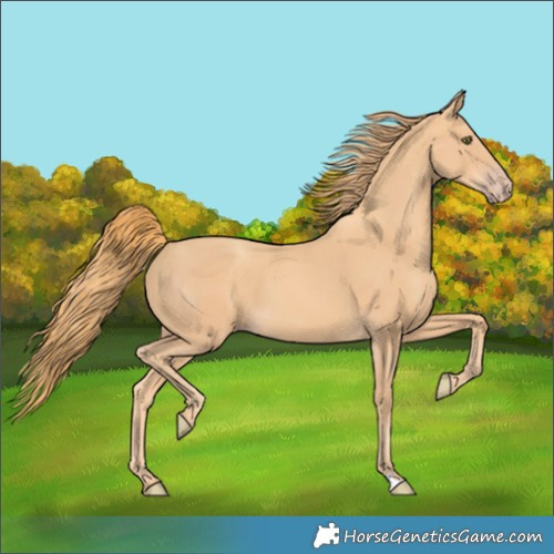 Horse Color:Gold Champagne 