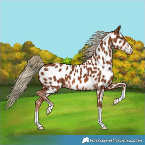 Horse Color:Chestnut Appaloosa 