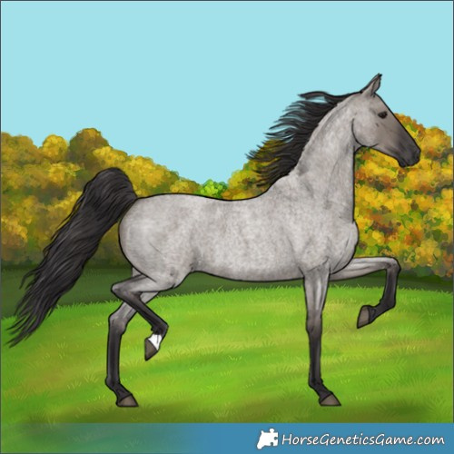 Horse Color:Smoky Grullo Roan